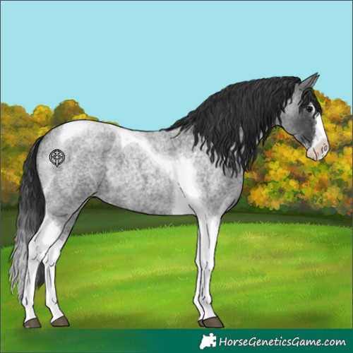 Horse Color:Blue Roan Splash Tobiano 