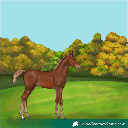 Horse Color:Chestnut 