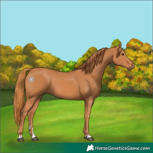 Horse Color:Chestnut 