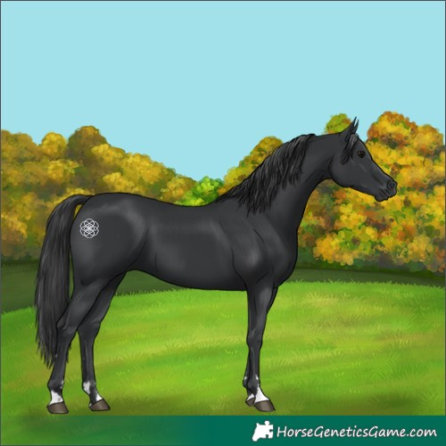 Horse Color:Black 