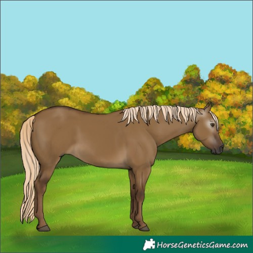 Horse Color:Gray Chocolate Palomino Dun 