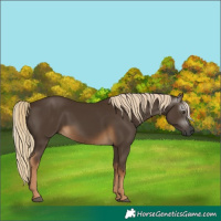 Horse Color:Gray Chocolate Palomino