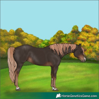 Horse Color:Liver Chestnut Rabicano 