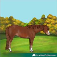 Horse Color:Chestnut Rabicano