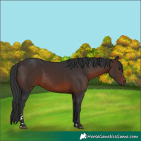 Horse Color:Brown 