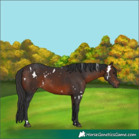 Horse Color:White Spotted Brown