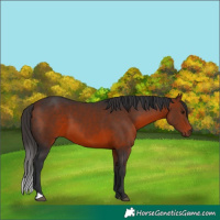 Horse Color:Bay 