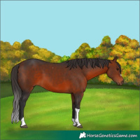 Horse Color:Bay Tobiano
