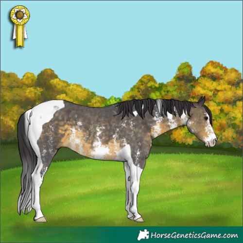 Horse Color:Buckskin Sabino Tobiano 