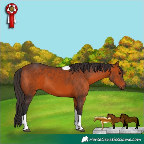 Horse Color:Bay Tobiano 