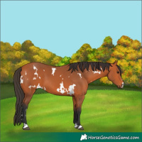 Horse Color:White Spotted Bay 