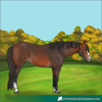 Horse Color:Bay Sabino 