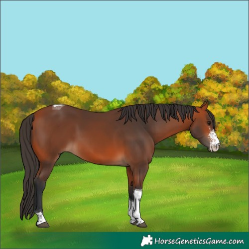 Horse Color:Bay Sabino Tobiano Rabicano 