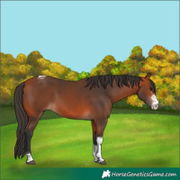 Horse Color:Bay Sabino Tobiano Rabicano 