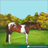 Horse Color:Bay Tobiano Blanket 