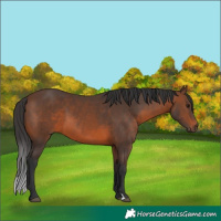 Horse Color:Brown 