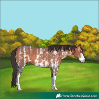 Horse Color:Bay Sabino 