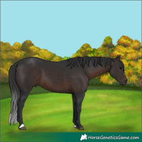 Horse Color:Brown 