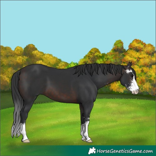 Horse Color:Brown Sabino