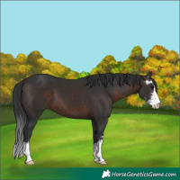 Horse Color:Brown Sabino 