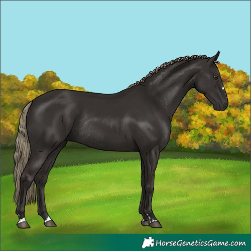 Horse Color:Liver Chestnut Rabicano 