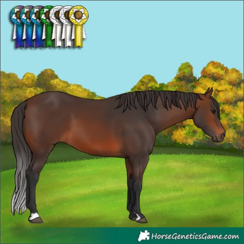 Horse Color:Brown 