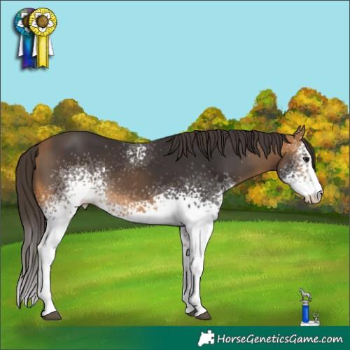 Horse Color:White Spotted Buckskin 