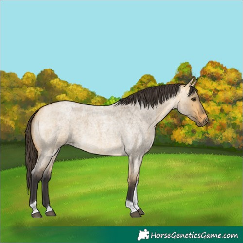 Horse Color:Buckskin Roan Dun Tobiano 