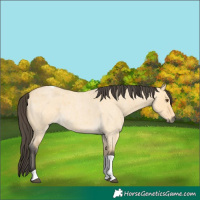 Horse Color:Buckskin Roan Dun Tobiano 