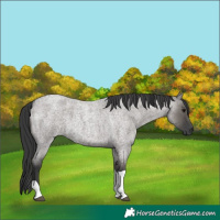 Horse Color:Grullo Roan Tobiano