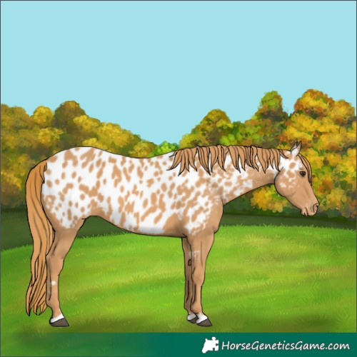 Horse Color:Chestnut Appaloosa 