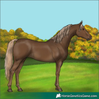 Horse Color:Gray Chocolate Palomino 