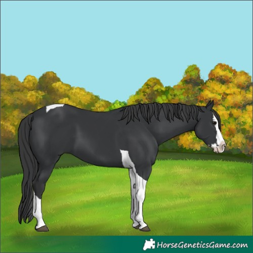 Horse Color:Black Splash Tobiano 