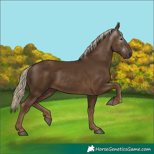 Horse Color:Gray Chocolate Palomino