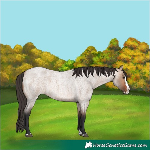 Horse Color:Bay Roan Dun Splash 
