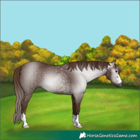 Horse Color:Gray Chestnut 