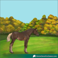 Horse Color:Gray Chocolate Palomino