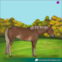 Horse Color:Gray Chocolate Palomino 