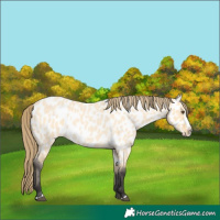 Horse Color:Buckskin Roan Dun Splash Near Leopard 