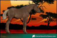 Horse Color:Gray Chocolate Palomino 