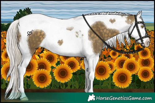 Horse Color:Silver Buckskin Dun Splash Tobiano 