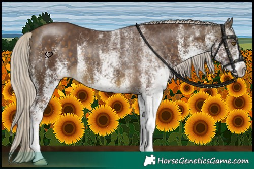 Horse Color:White Spotted Chocolate Silver Buckskin