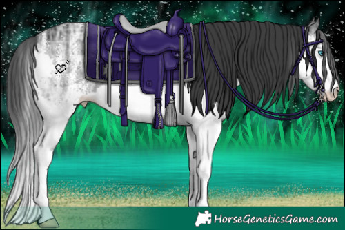 Horse Color:White Spotted Black Ice Splash 