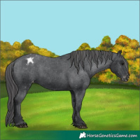 Horse Color:Black Appaloosa