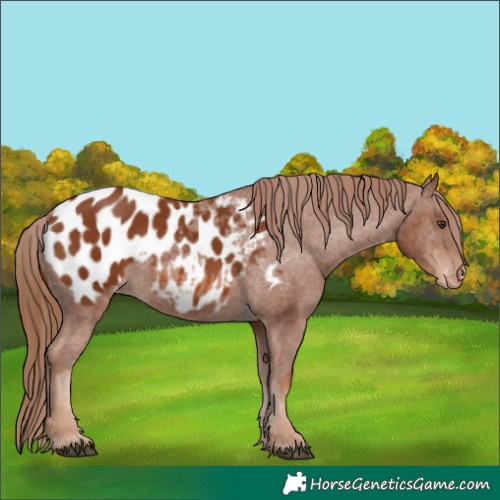 Horse Color:Chestnut Appaloosa 
