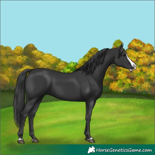 Horse Color:Black Splash 