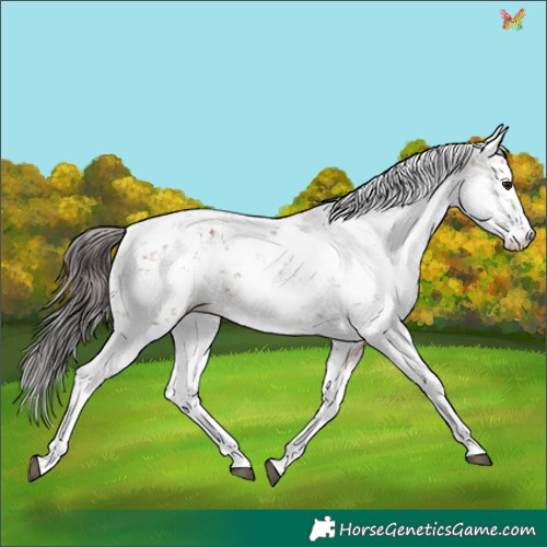 Horse Color:Bay Sabino