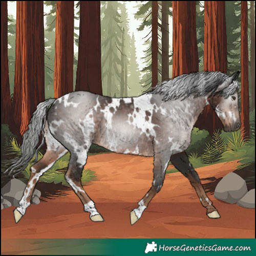 Horse Color:Gray White Spotted Liver Chestnut 