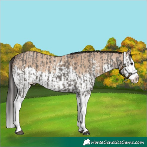 Horse Color:Grullo Sabino Splash  and Bay Dun Sabino Splash 