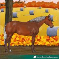 Horse Color:Silver Bay 